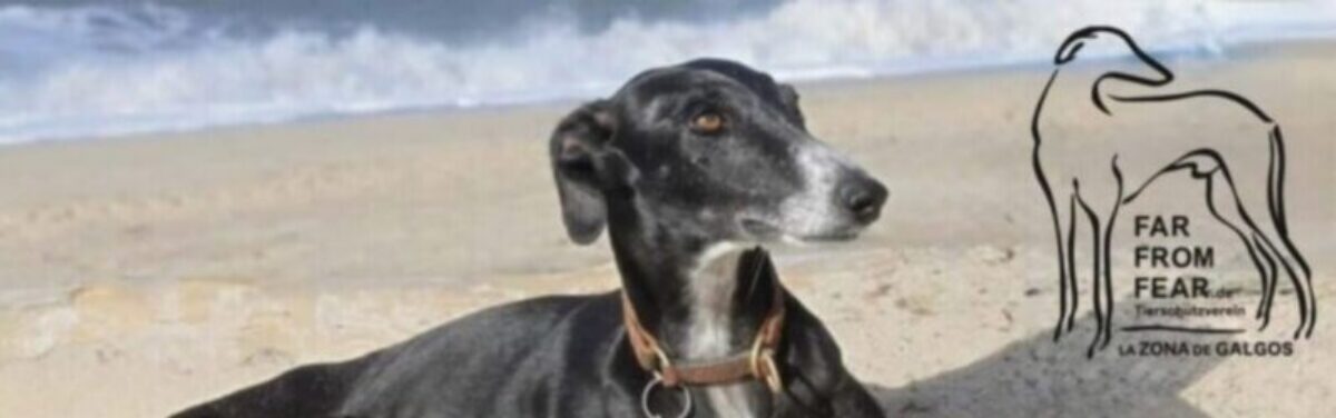 Tierschutzverein Far from Fear e.V.